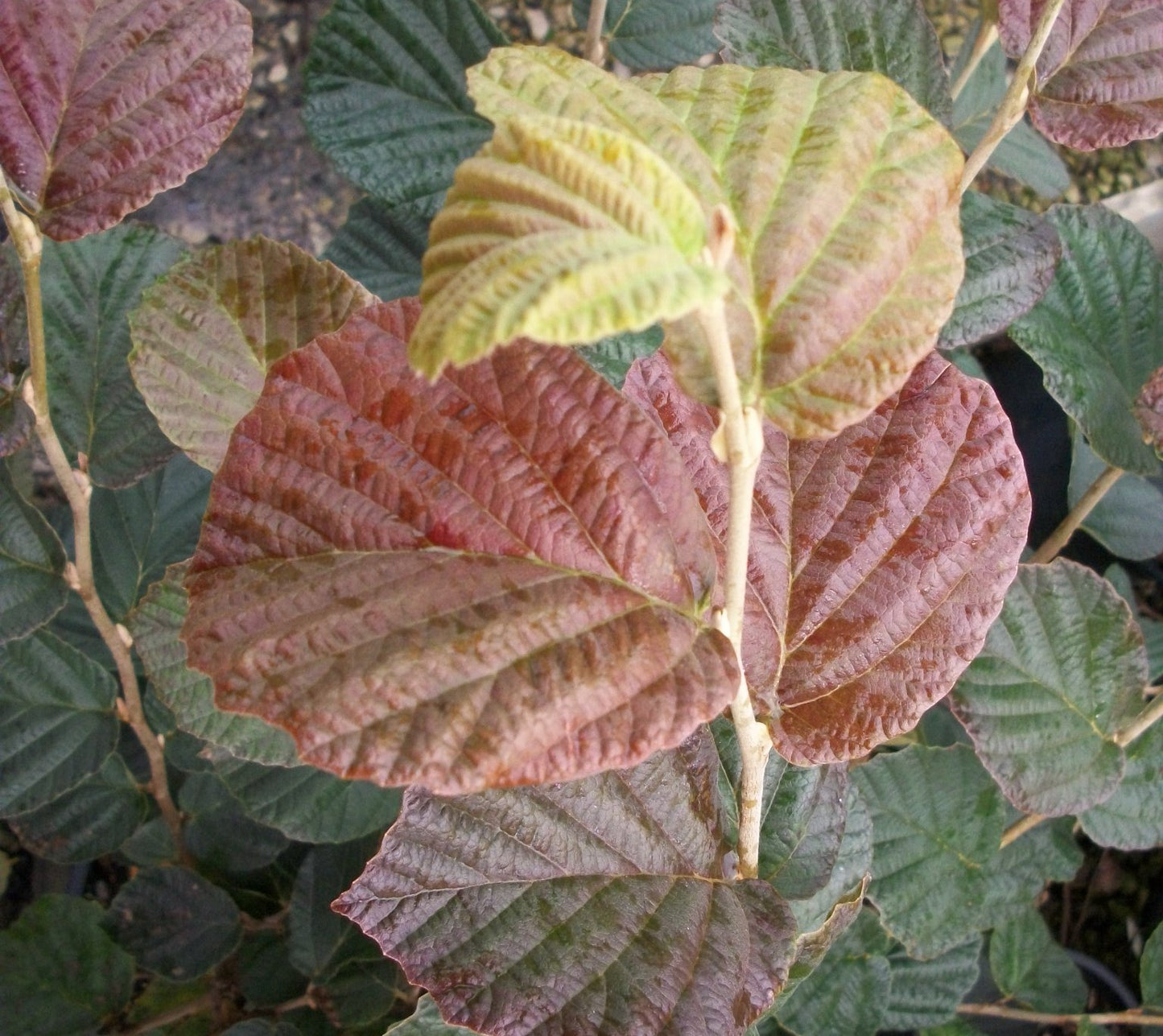 Arnold's Promise Witchhazel (Hamamelis x intermedia 'Arnold's Promise') - 1 gallon TREE