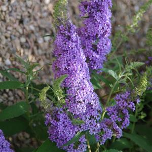 Buzz® Sky Blue Butterfly Bush (Buddleia 'Buzz Sky Blue') - 3 gallon
