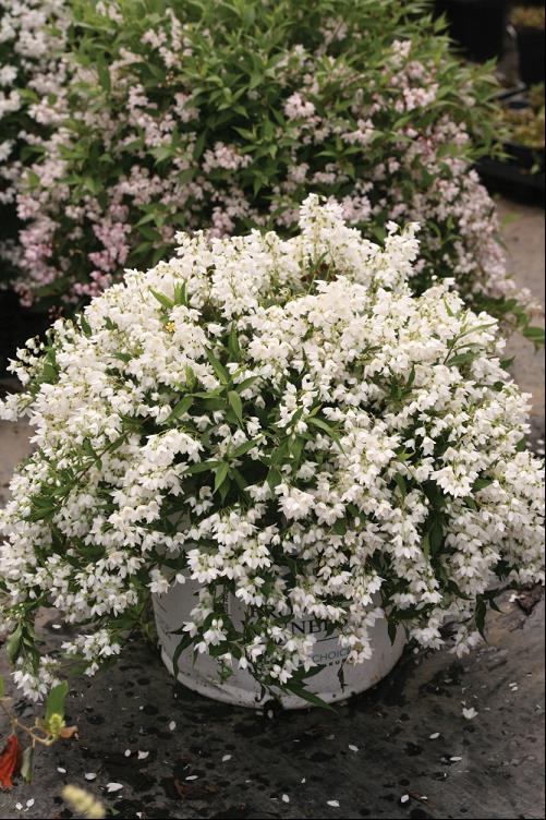 Yuki Snowflake® Deutzia (Deutzia yuki 'Snowflake') - QT