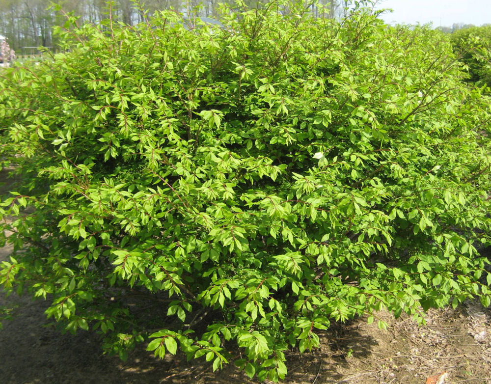Dwarf Burning Bush (Euonymus alatus 'Compactus') - 3 gallon 15"