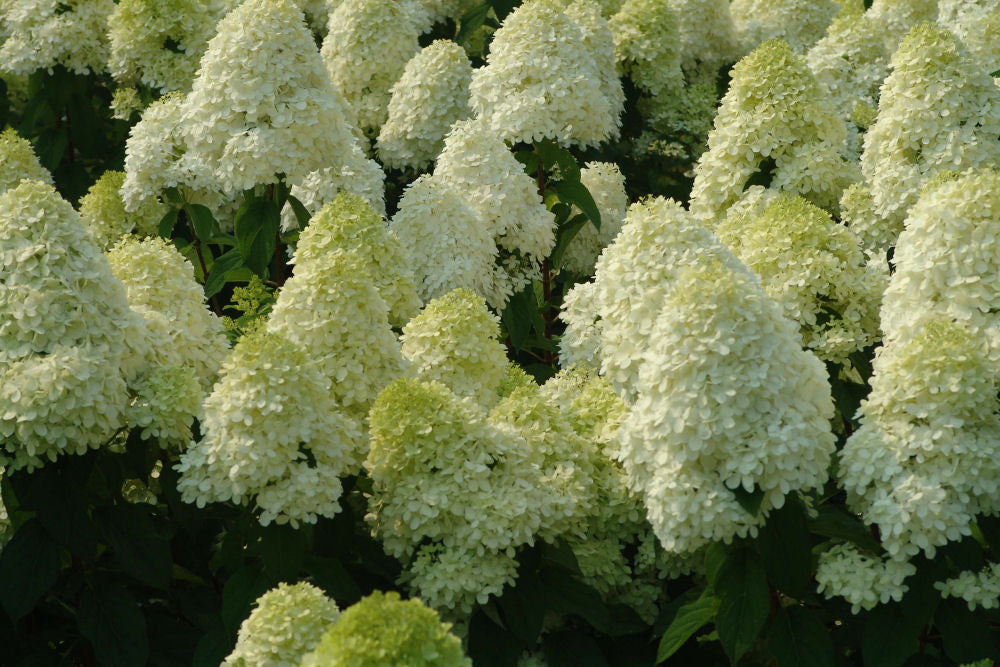 'Limelight' Panicle Hydrangea (Hydrangea paniculata 'Zwijnenburg') -