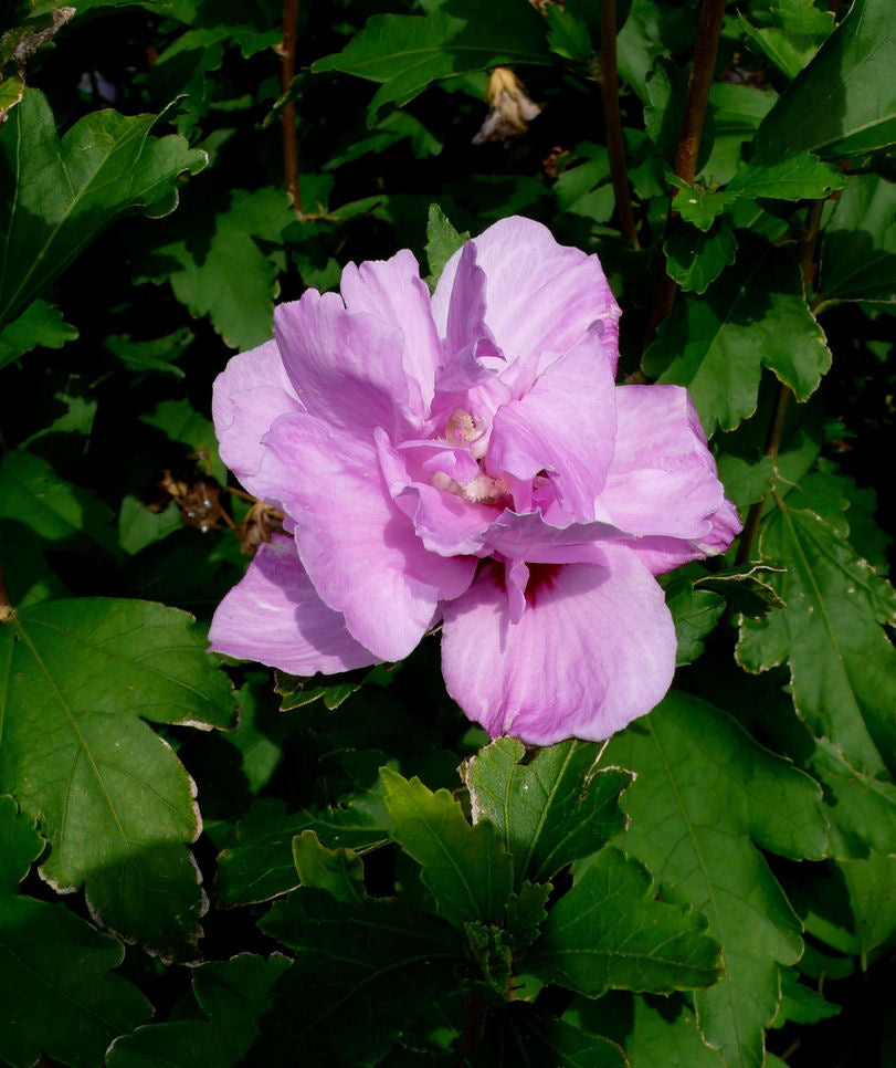 Ardens Rose of Sharon (Hibiscus syriacus 'Ardens') -