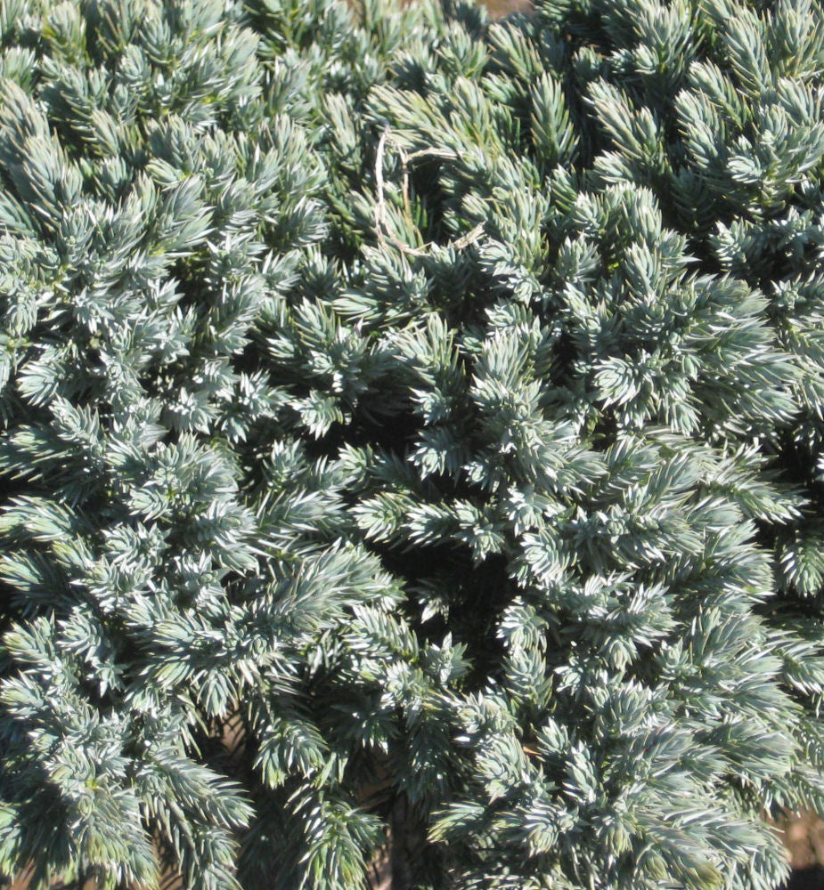 Blue Star Juniper (Juniperus squamata 'Blue Star') -