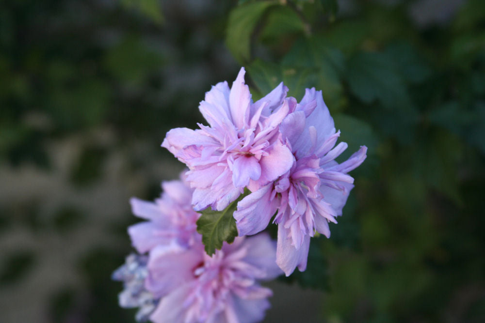Blushing Bride Rose of Sharon (Hibiscus syriacus 'Blushing Bride') -