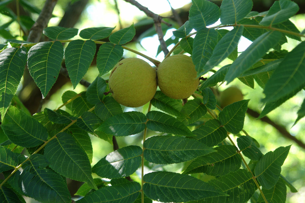 Black Walnut (Juglans nigra) -