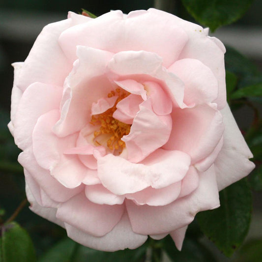New Dawn Climbing Rose (Rosa CL 'New Dawn') - 3 gallon