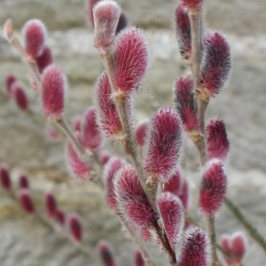 Mount Aso Pussy Willow
(Salix G 'Mount Aso') - 3 gallon 15"