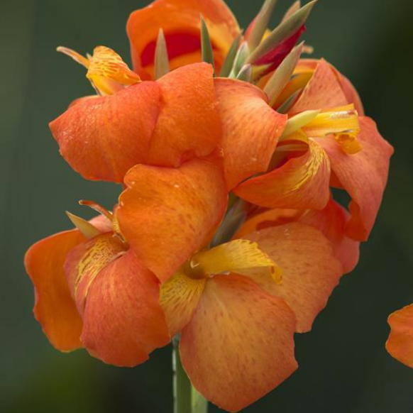 Cannova Orange Shades Canna (Canna cannova 'Orange Shades') - 1 gallon