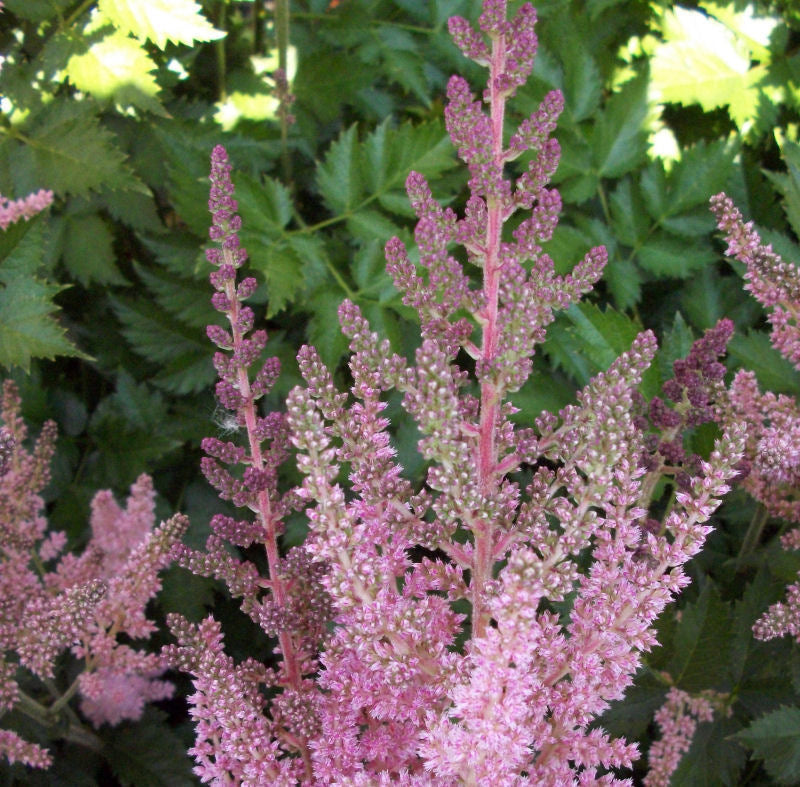Vision In Pink Astilbe (Astilbe chinensis 'Visions in Pink') - 1 gallon