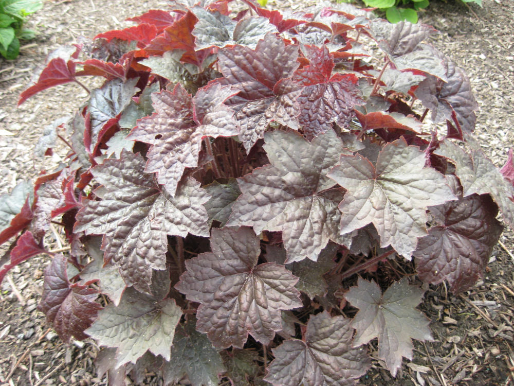 Palace Purple Coral Bells (Heuchera palace 'Palace Purple') - 1 gallon