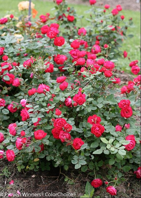 Oso Easy Double Red® Rose (Rosa 'Oso Easy Double Red') - 2 gallon