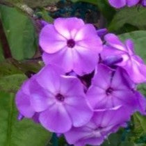 Flame® Pro Lilac Garden Phlox (Phlox paniculata 'Flame Lilac') - 1 gallon