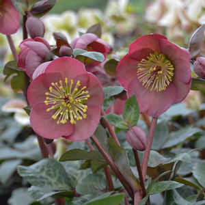 Penny's Pink® Lenten Rose (Helleborus pennys 'Pink') - 1 gallon