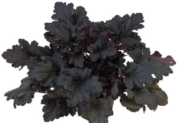 Primo® 'Black Pearl' Coral Bells
(Heuchera 'Black Pearl') - 1 gallon