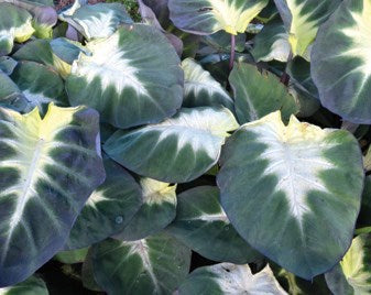 Tropical Storm Elephant Ear (Colocasia 'Tropical Storm') - 1 gallon