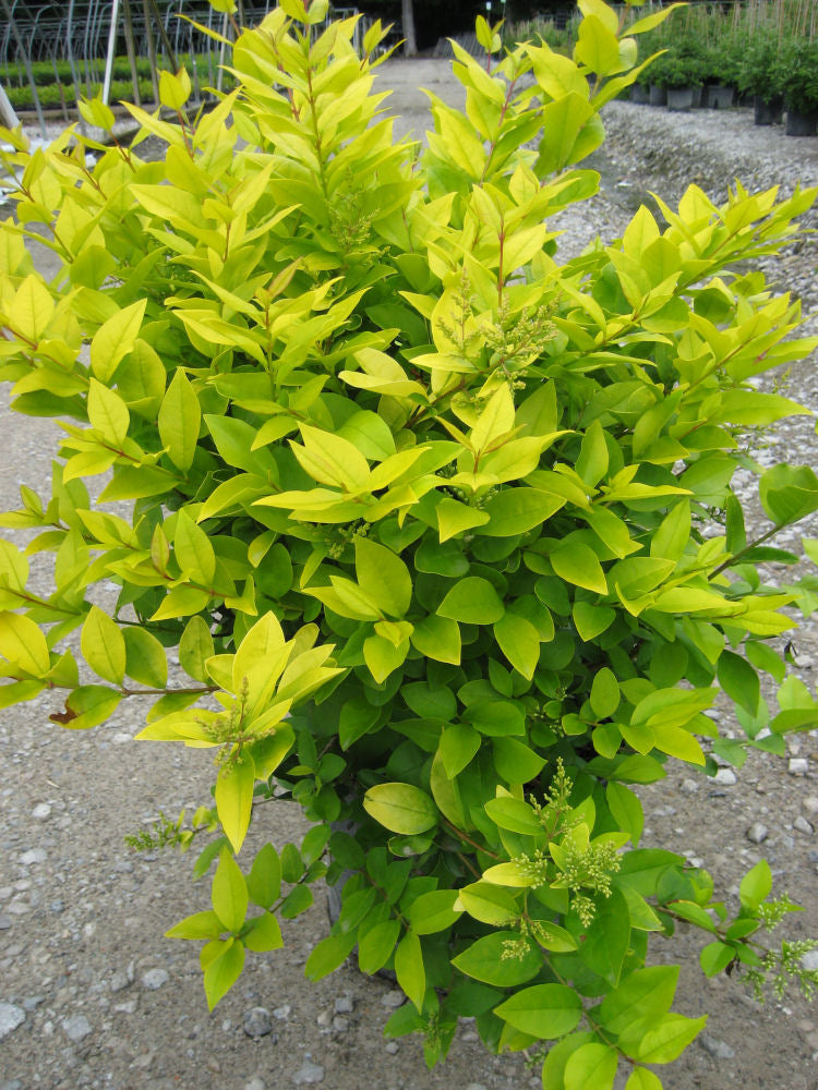 Golden Vicary Privet (Ligustrum x vicary 'Vicaryi') - 3 gallon 15"