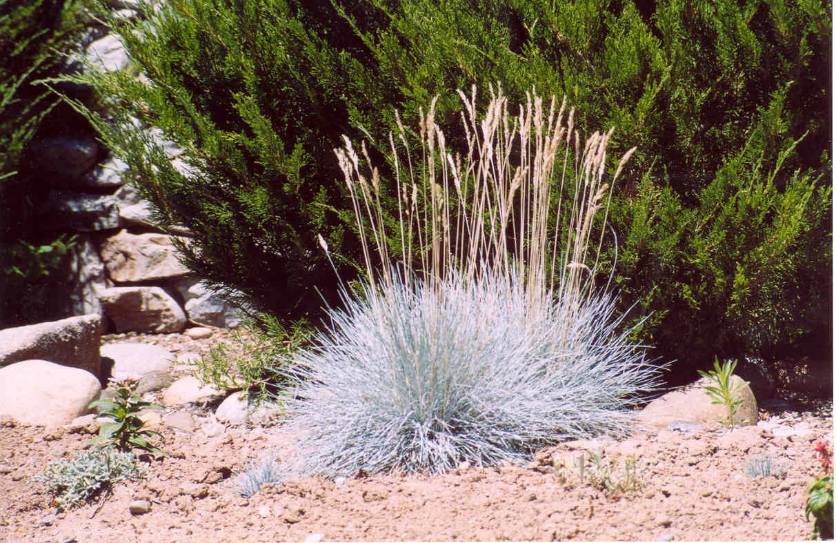 Elijah Blue Fescue Grass (Festuca glauca 'Elijah Blue') - 1 gallon