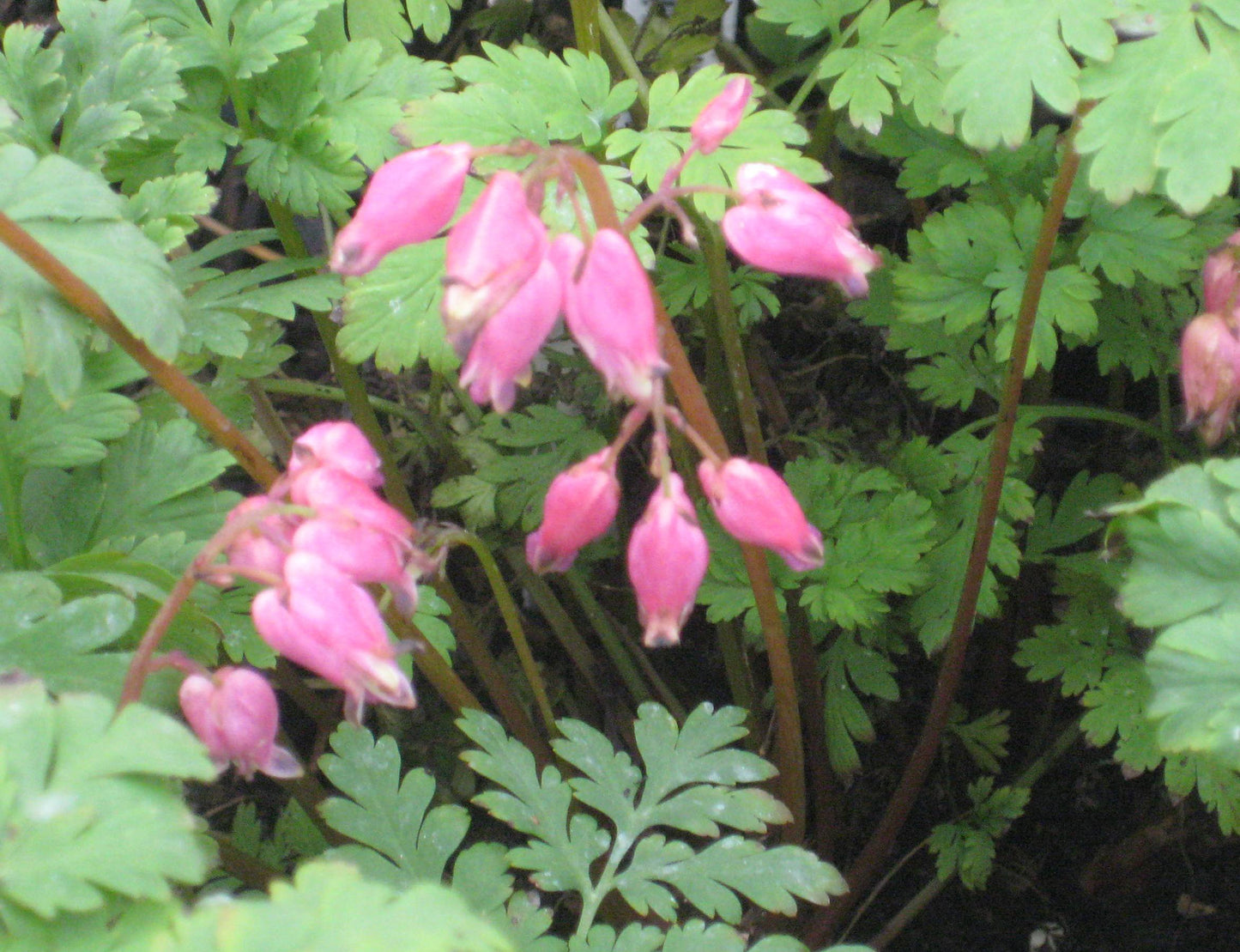 Luxuriant Bleeding Heart (Dicentra x 'Luxuriant') - 1 gallon
