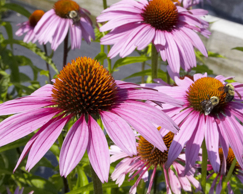 Purple Coneflower (Echinacea purpurea 'Magnus') - half gallon