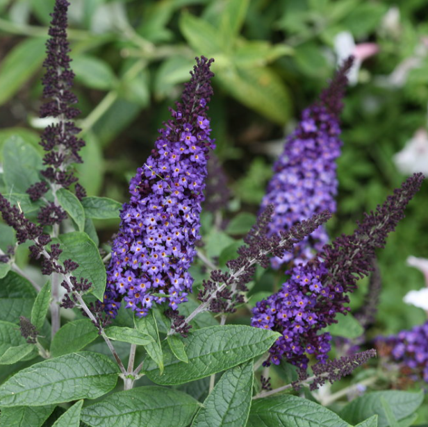 Pugster Blue® Butterfly Bush
(Buddleia 'Pugster Blue') - 2 gallon