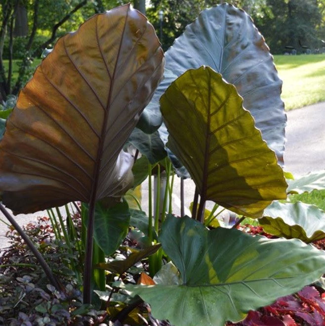 Metal Head Elephant Ear (Alocasia 'Metalhead') - 1 gallon