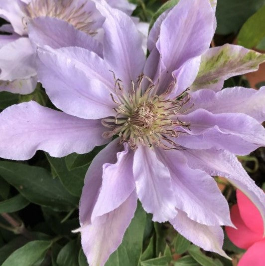 Filigree™ Clematis (Clematis filigree 'Trailing') - half gallon