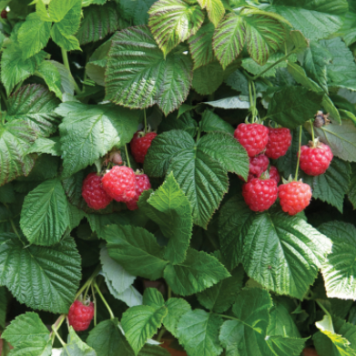 Raspberry Shortcake® (Rubus idaeus 'Raspberry Shortcake™') - 2 gallon