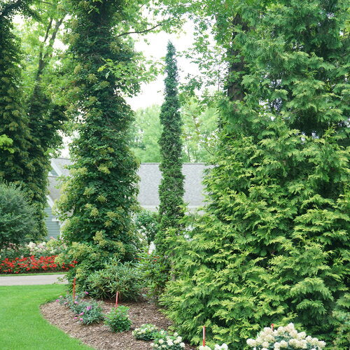 Sting® Arborvitae (Thuja occidentalis 'Sting') - 1 gallon