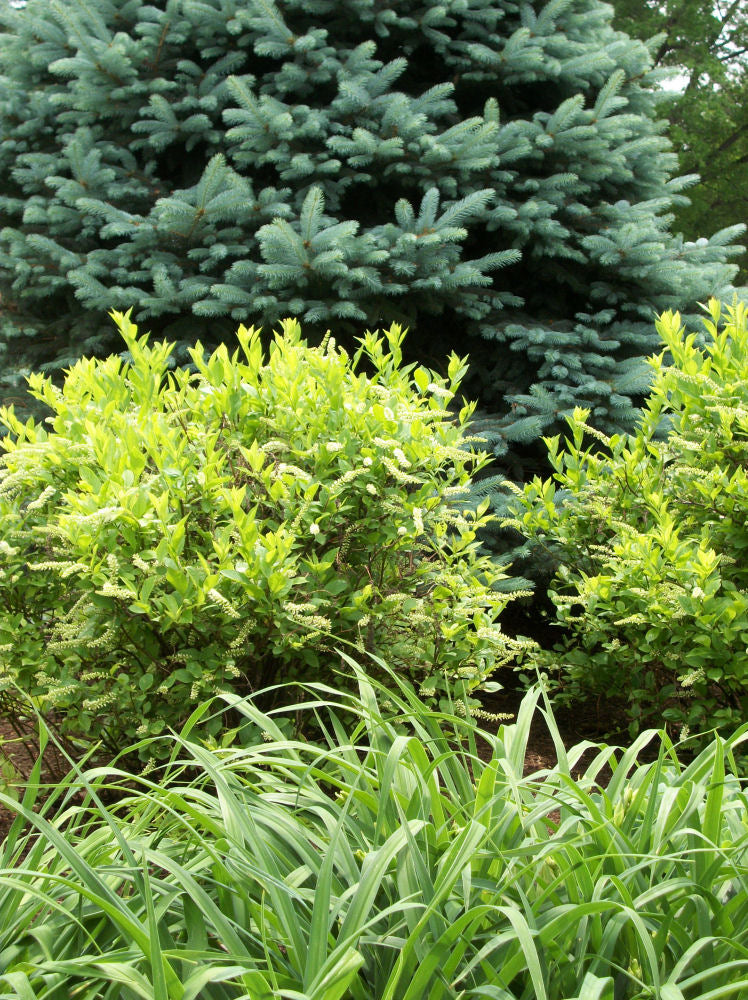 Henry's Garnet Virginia Sweetspire (Itea virginica 'Henry's Garnet') - 3 gallon 15"