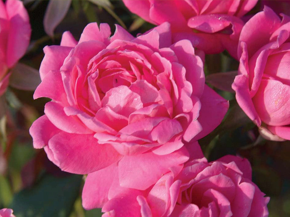 Double Pink Knock Out® Rose (Rosa K.O 'Radtkopink') - 2 gallon