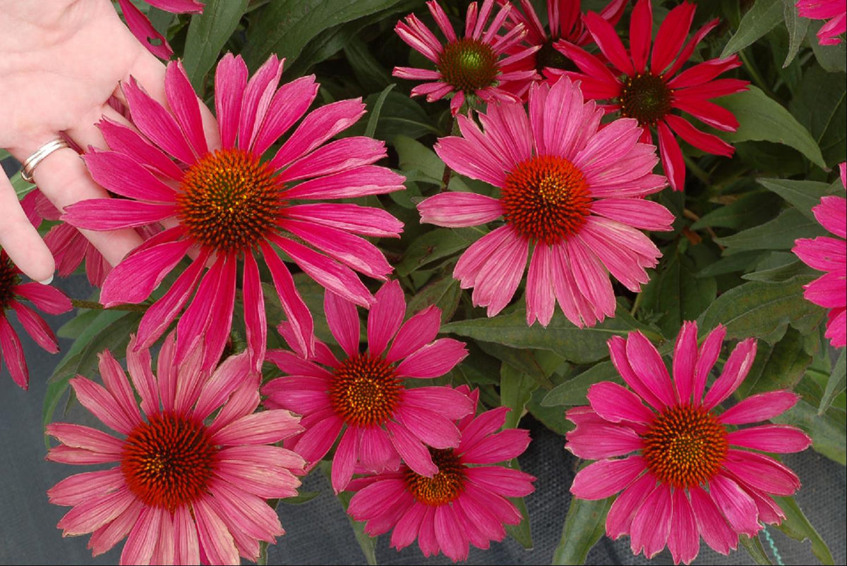KISMET™ Raspberry Coneflower (Echinacea purpurea 'Kims Knee High') - half gallon
