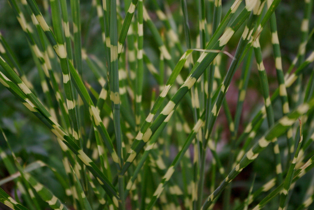 Little Zebra Maiden Grass (Miscanthus sinensis 'Little Nicky') - QT