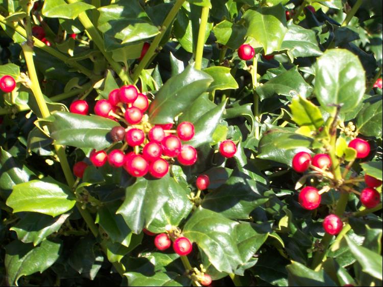 China Dynasty (China Boy/China Girl) Holly (Ilex x mes. 'China Dynasty') - 3 gallon 15"