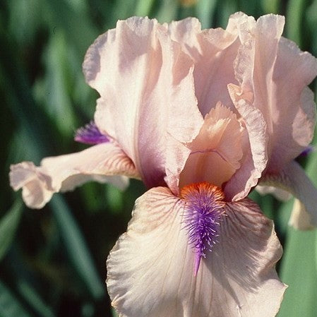 Concertina Reblooming Bearded Iris (Iris germanica 'Concertina') - 1 gallon