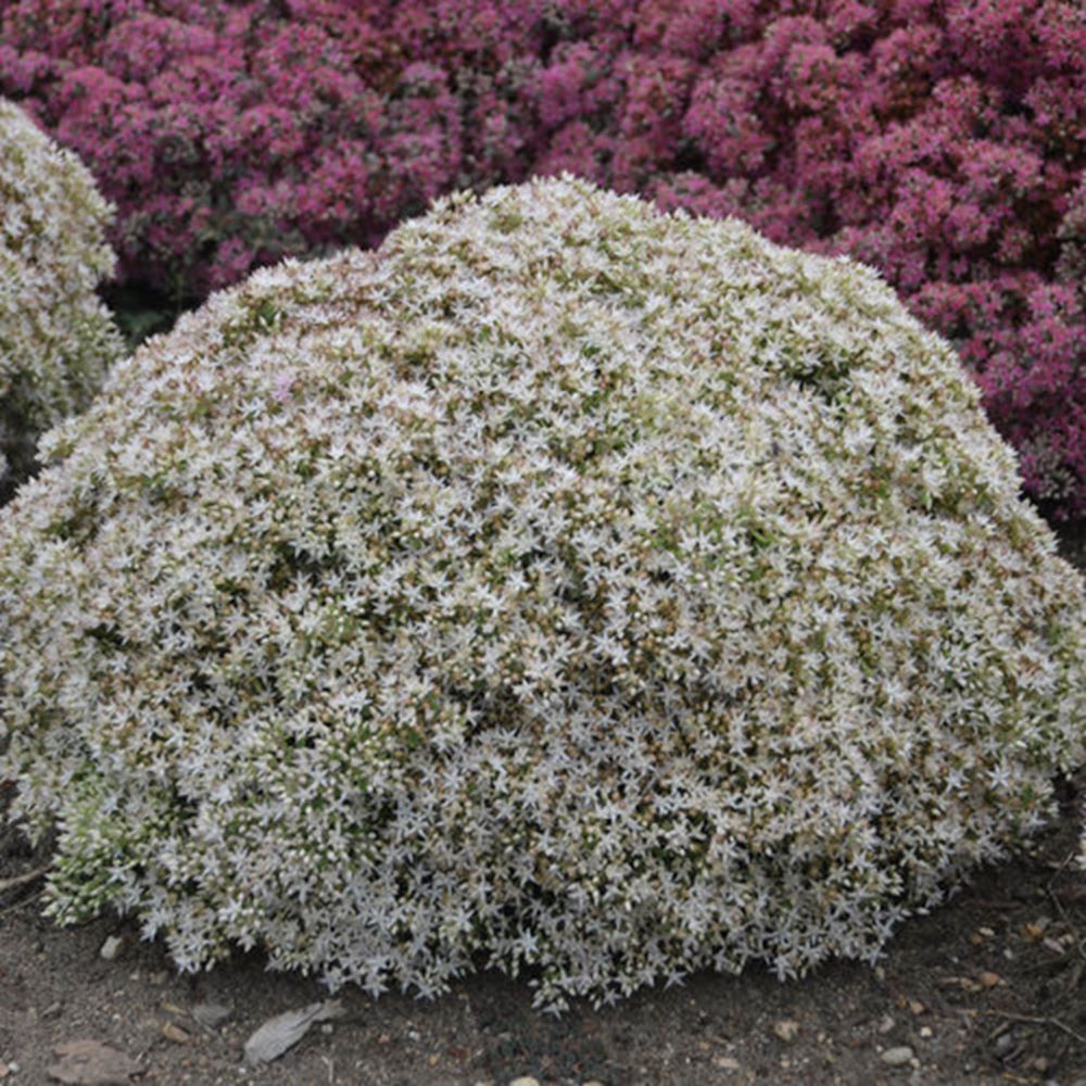 Rock 'N Round® 'Bundle of Joy' Stonecrop (Sedum 'Rock N Grow Bundle Of Joy') - 1 gallon
