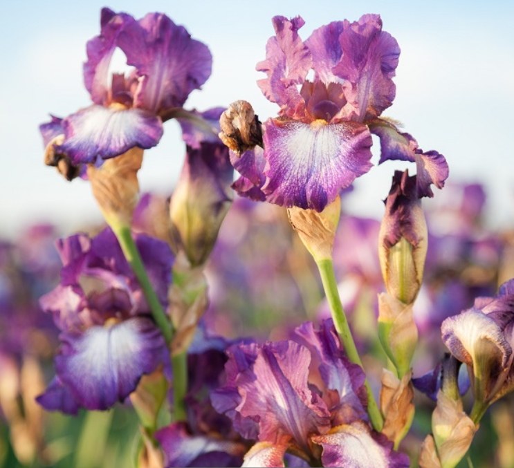Iris Wine Festival (Iris germanica 'Wine Festival') - 1 gallon