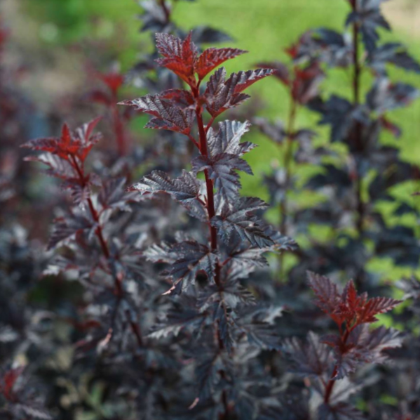 Summer Wine® Black Ninebark (Physocarpus O 'Smr Wine Black') - 3 gallon 12-15"