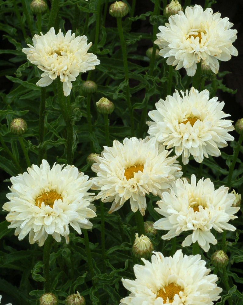 Victorian Secret Shasta Daisy (Leucanthemum 'Victorian Secret') - 1 gallon