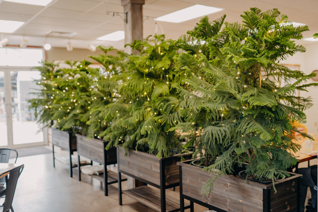 Holiday Décor With Houseplants: Festive, Fresh, and Space-Saving