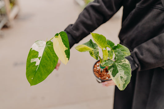 Syngonium: A Tropical Favorite for Any Plant Collection