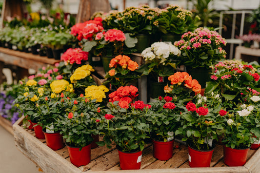 Fresh All Season Long: What Makes Our Plants Different