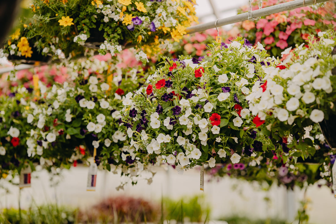 Caring for Your Hanging Basket
