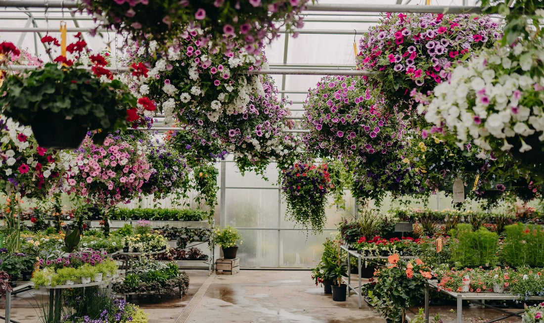 How to Care for Your Hanging Baskets All Season Long