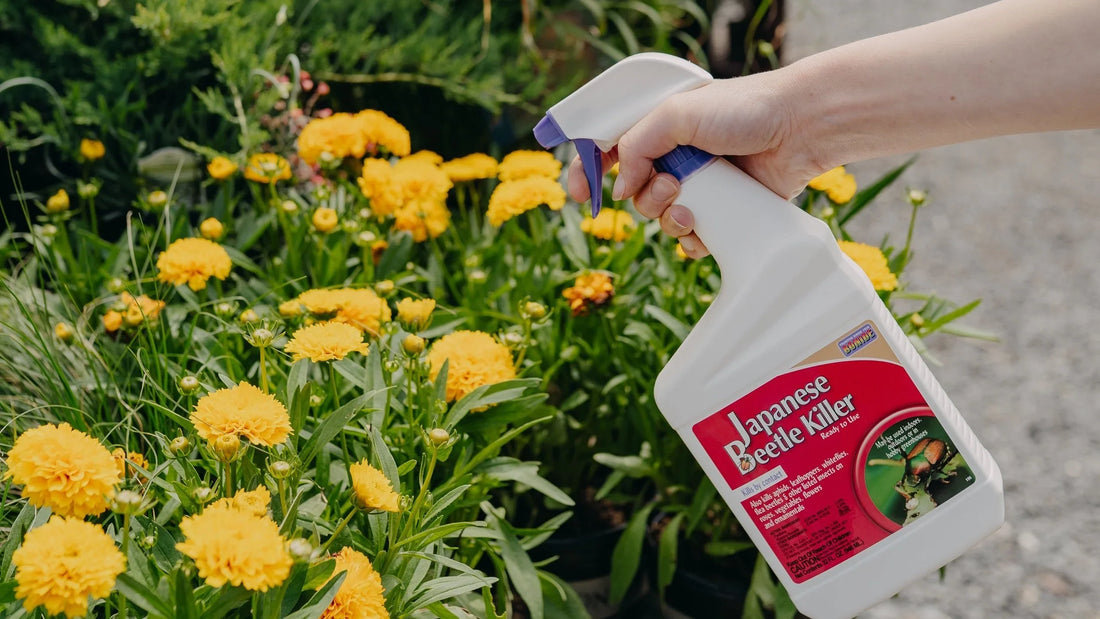 Beetle Battle: How to Win the War on Japanese Beetles