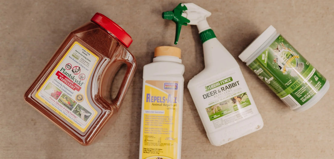 How to Protect Your Garden from Deer & Rabbits (Without Losing Your Mind!)