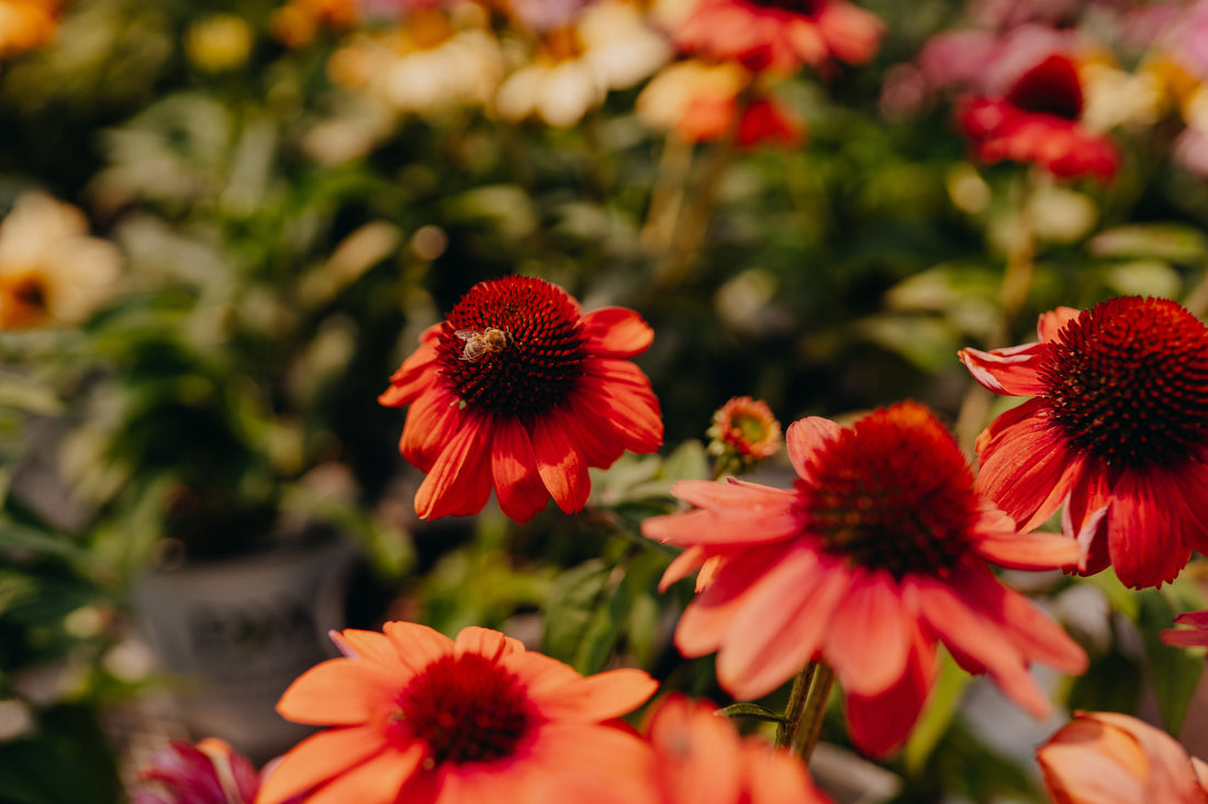 Hot Summer Color: Perennials That Bring Color to Your Landscape Beyond Spring
