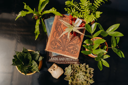Straight A's in Plant Styling