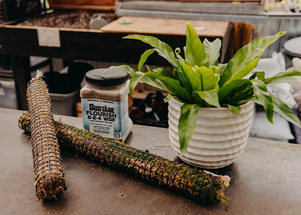 Winter Houseplant Care: Tips to Keep Your Green Friends Thriving!