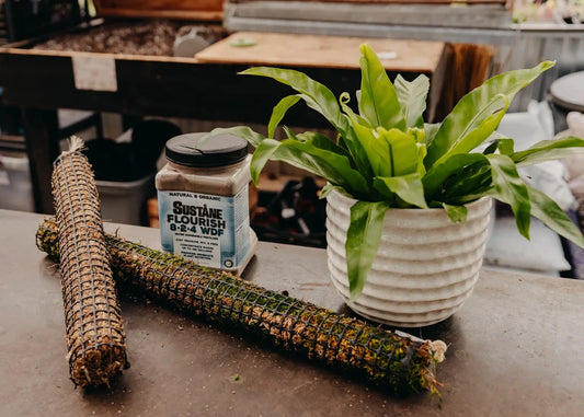 Winter Houseplant Care: Tips to Keep Your Green Friends Thriving!