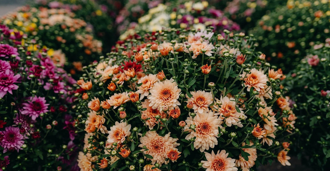 How to Care for Your Mums